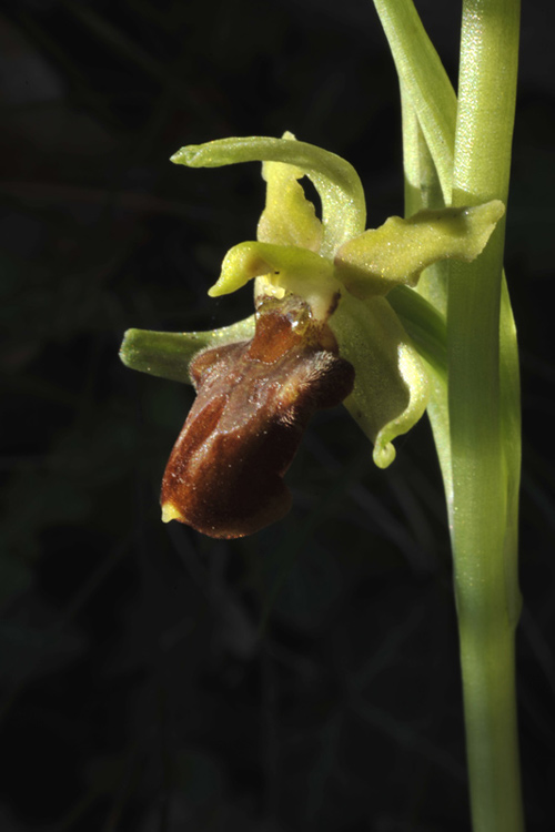 2Ophrys-sphegodes..jpg