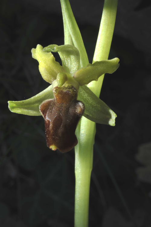 3Ophrys-sphegodes.jpg