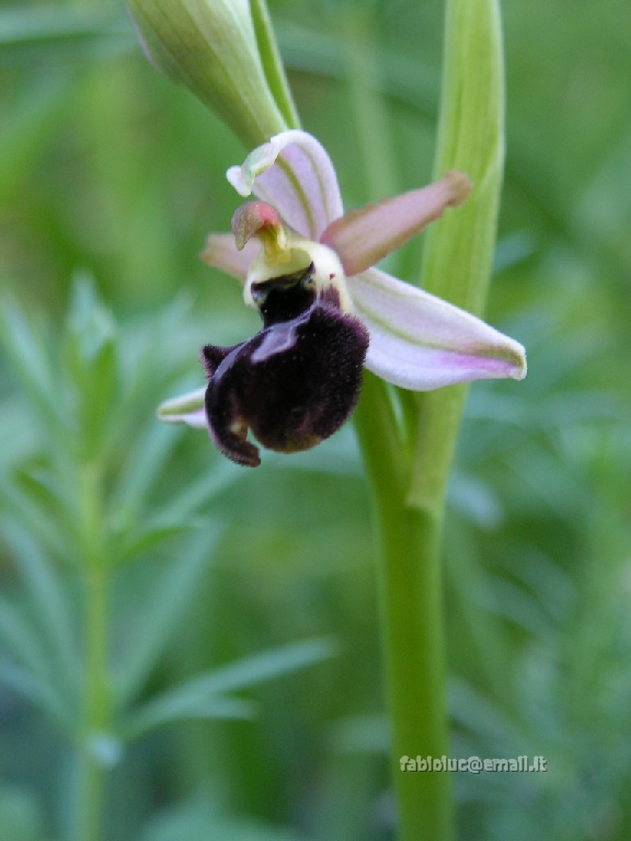 2012-04-01 359 Ophrys.jpg