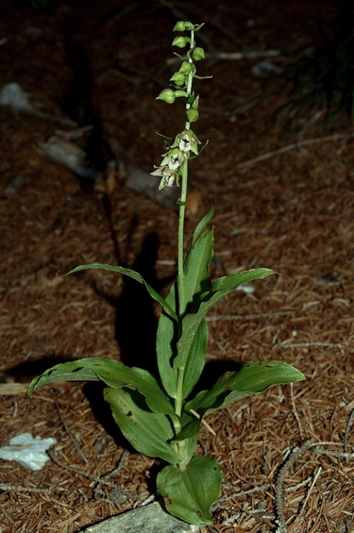 Epipactis gr. helleborine ssp. orbicularis  6292 - Copia.JPG