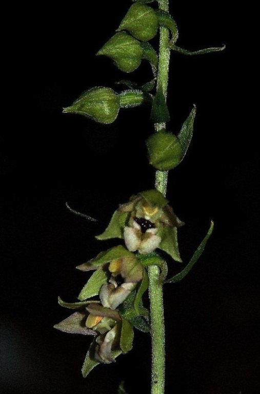 Epipactis gr. helleborine ssp. orbicularis  6293 - Copia.JPG