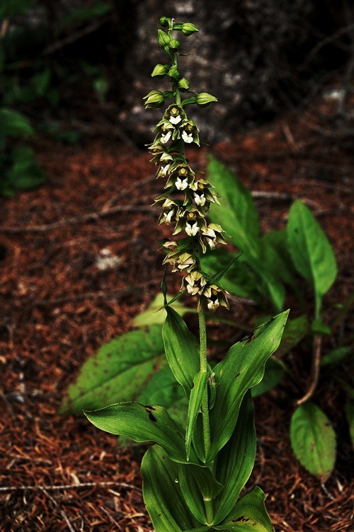 Epipactis gr. helleborine ssp. orbicularis  6323.JPG