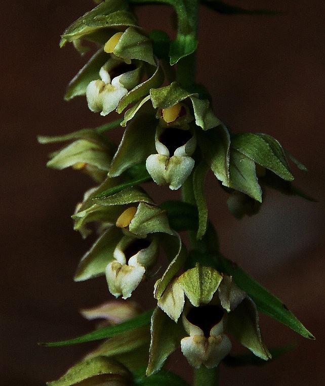Epipactis gr. helleborine ssp. orbicularis  6332 - Copia.JPG