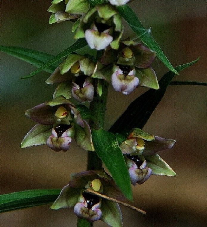Epipactis helleborine 6330.JPG