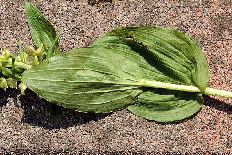 8Epipactis-muelleri.jpg