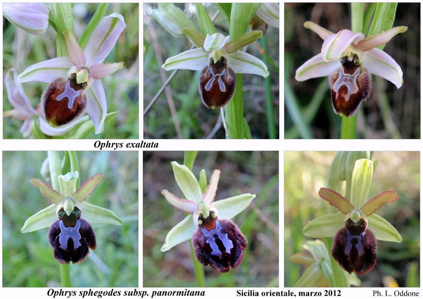 Ophrys exaltata VS. Op. sphegodes panormitana.jpg