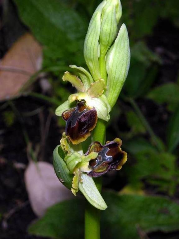 Ophrys sphegodes subsp Ma....jpg