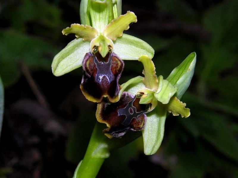 Ophrys sphegodes subsp Ma...-2.jpg