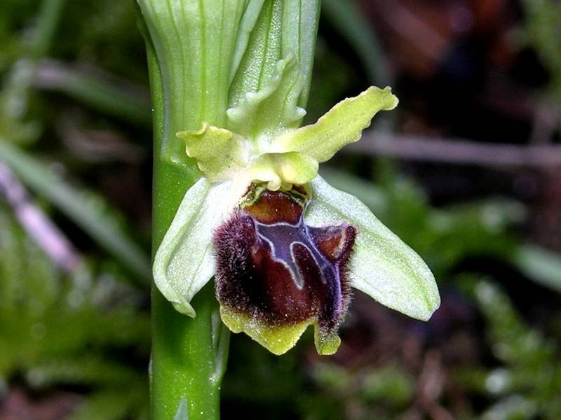 Ophrys sphegodes Lusus.jpg