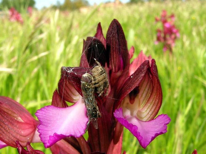 Caccia su papilionacea-2.jpg