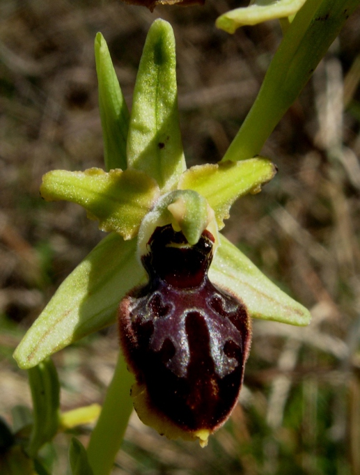 Ophrys sphegodes.JPG