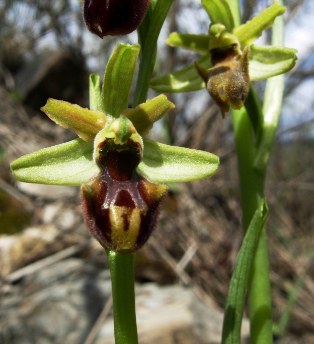 Ophrys sphegodes (1).JPG