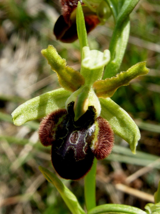 Ophrys sphegodes (2).JPG