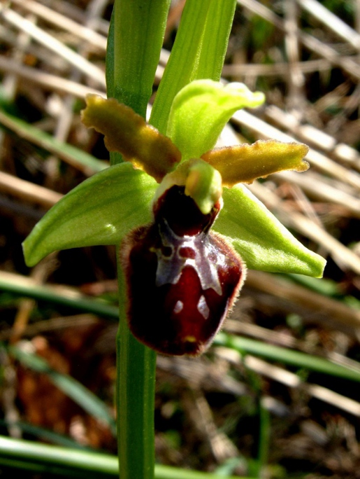 Ophrys sphegodes (3).JPG