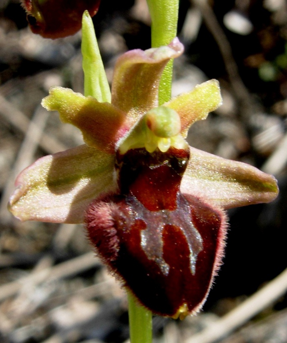 Ophrys sphegodes (4).JPG
