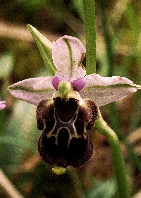 Ophrys holosericea subsp. gracilis 5927 - Copia.JPG