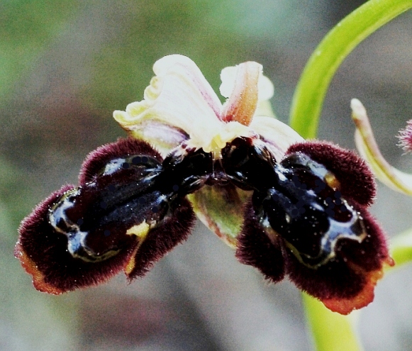 Lusus ibrido Ophrys x pantalicensis (O.speculum x O.incubacea) 5014.JPG