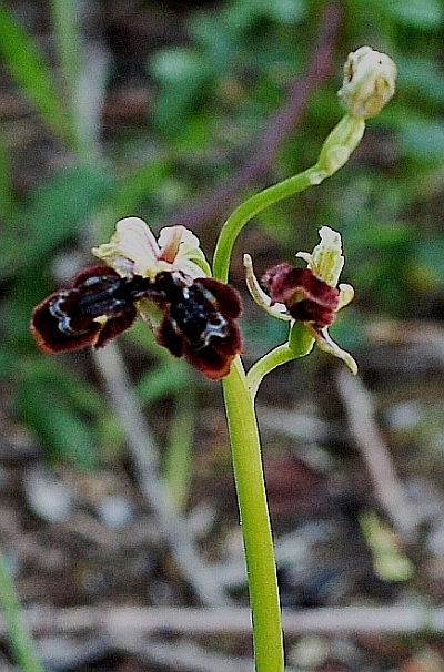 Lusus ibrido Ophrys x pantalicensis (O.speculum x O.incubacea) 5013 - Copia.JPG