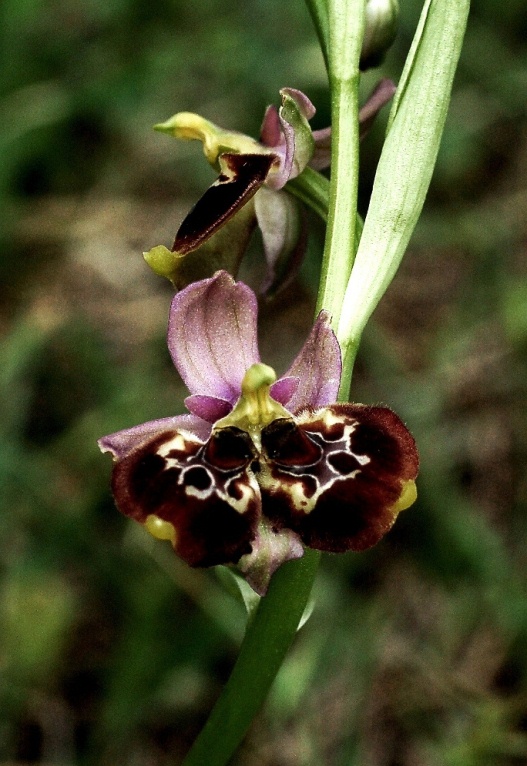 Lusus Ophrys holosericea subsp. gracilis 5982 - Copia.JPG