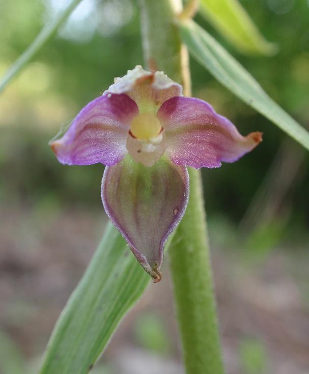 Lusus E. helleborine.JPG