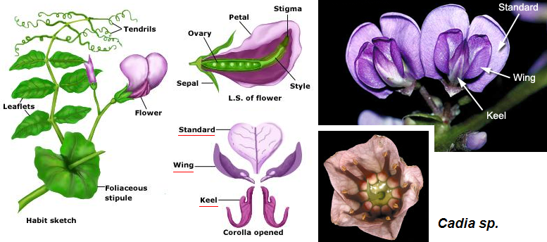 Petali standard, wing e keel & Cadia sp.PNG