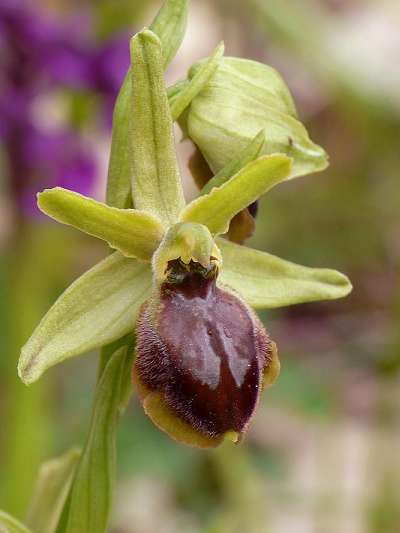 Ophrys tarquinia.PNG