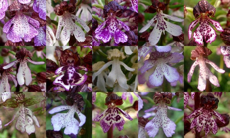 Orchis purpurea variabilità.jpg