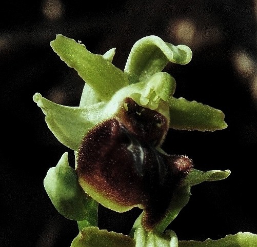Ophrys sphegodes (3).JPG