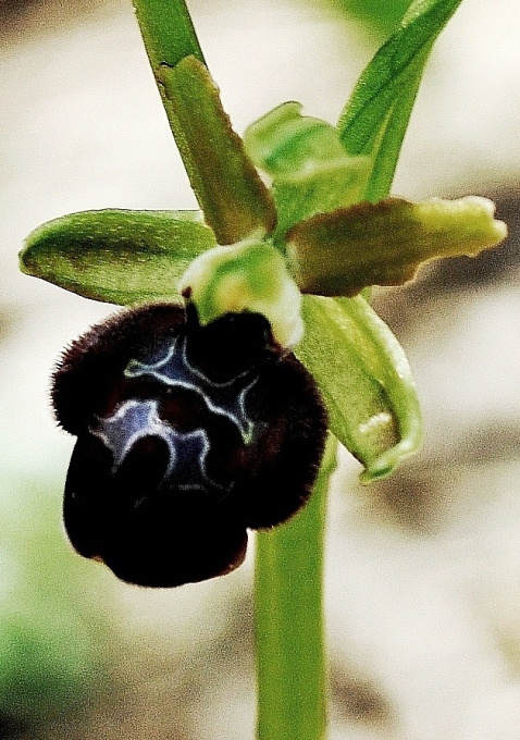 Ophrys sphegodes  BE 029.JPG