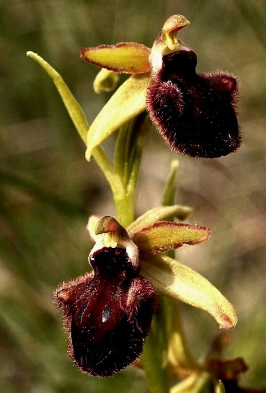 Ophrys sphegodes  09.jpg