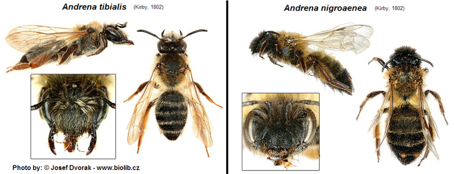 Andrena tibialis - Andrena nigroaenea.PNG