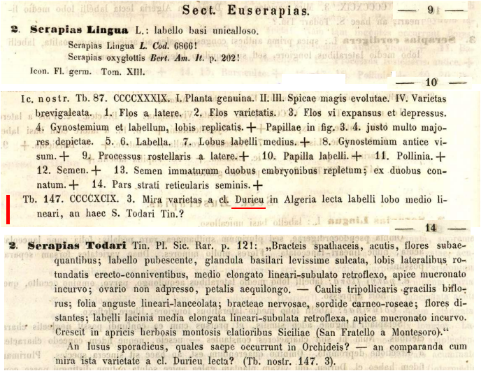 Rchb.f. Serapias lingua var. durieu, Icones florae Germanicae et Helveticae, vol.23-24, 1850-1851.PNG