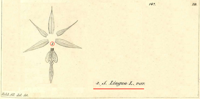 Rchb.f. Serapias lingua var. durieu, tav. 147zoom  (ID, CDXCIX, 499).PNG
