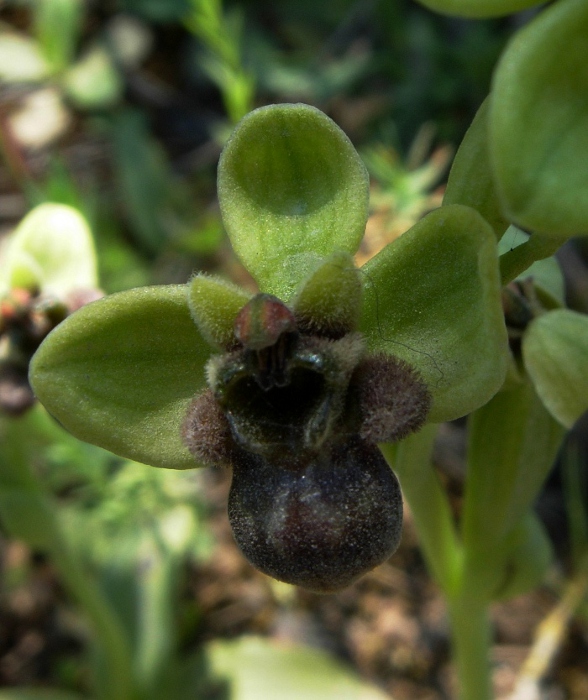 Ophrys bombyliflora Link..JPG