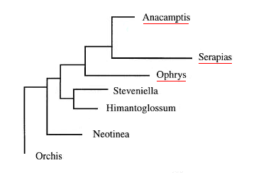 Anacamptis, Ophrys, Serapias.PNG