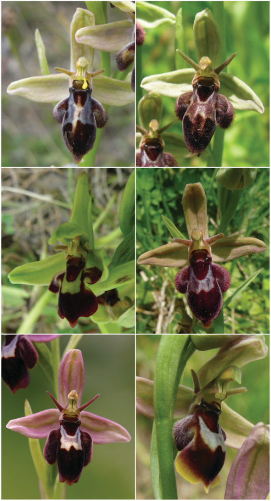 Ophrys xpietzschii.PNG