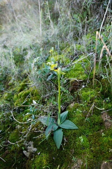 lutea00.jpg