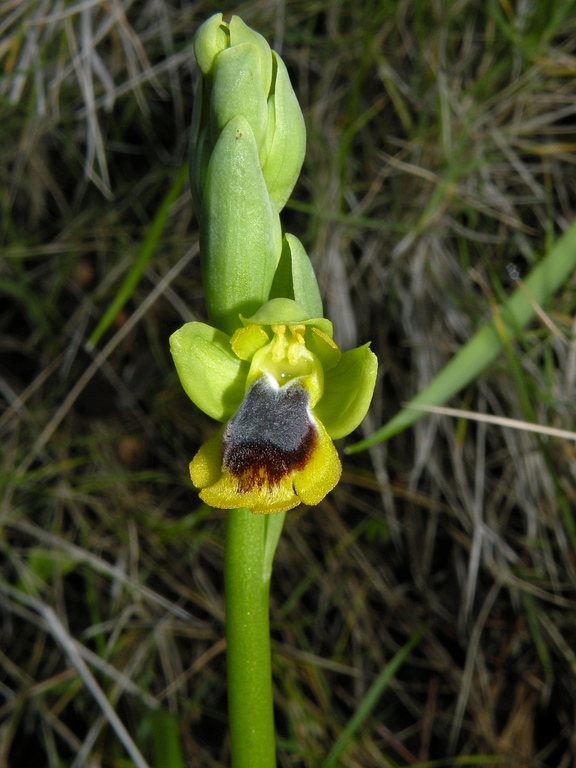 lutea01.jpg