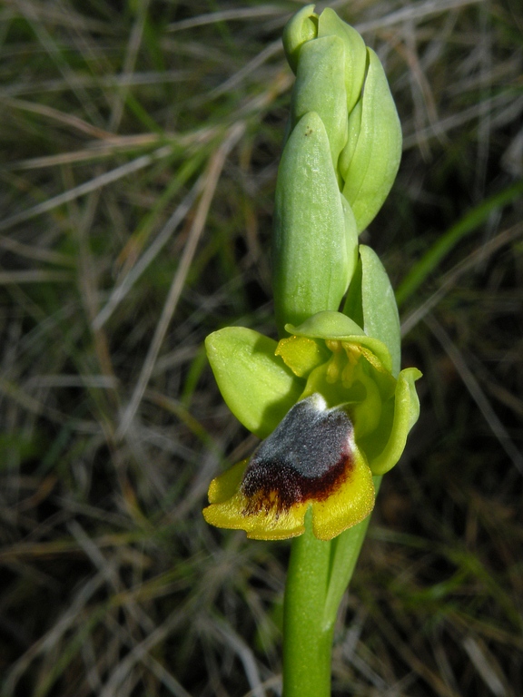 lutea02.jpg