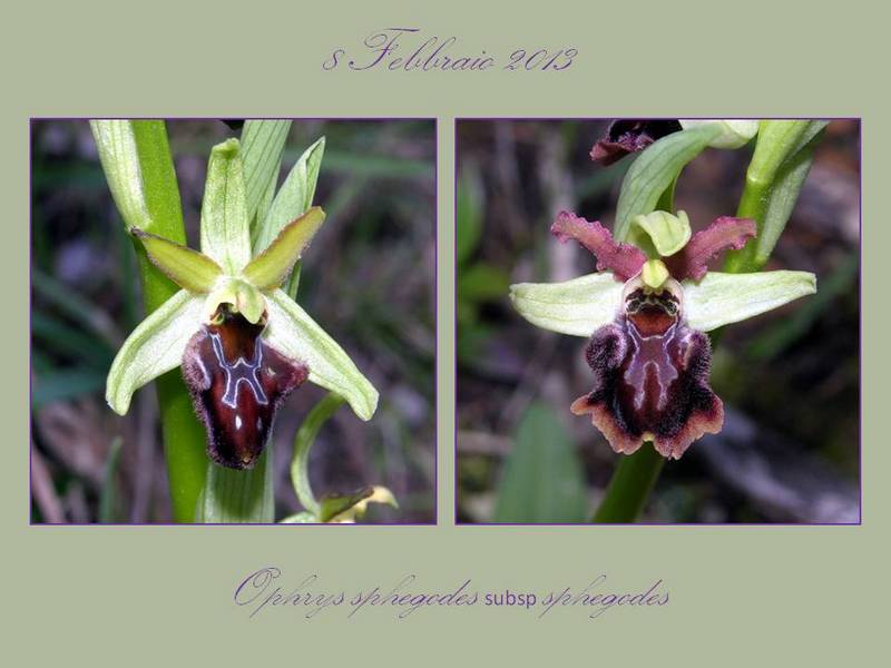 Ophrys sphegodes.jpg