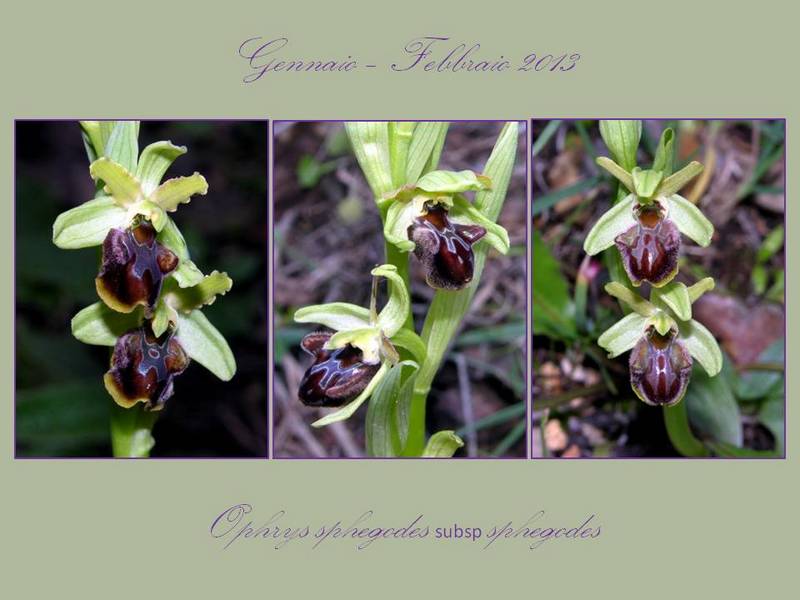 O. sphegodes.jpg