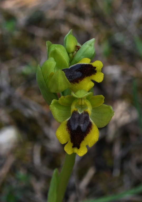 Ophrys lutea cav..jpg