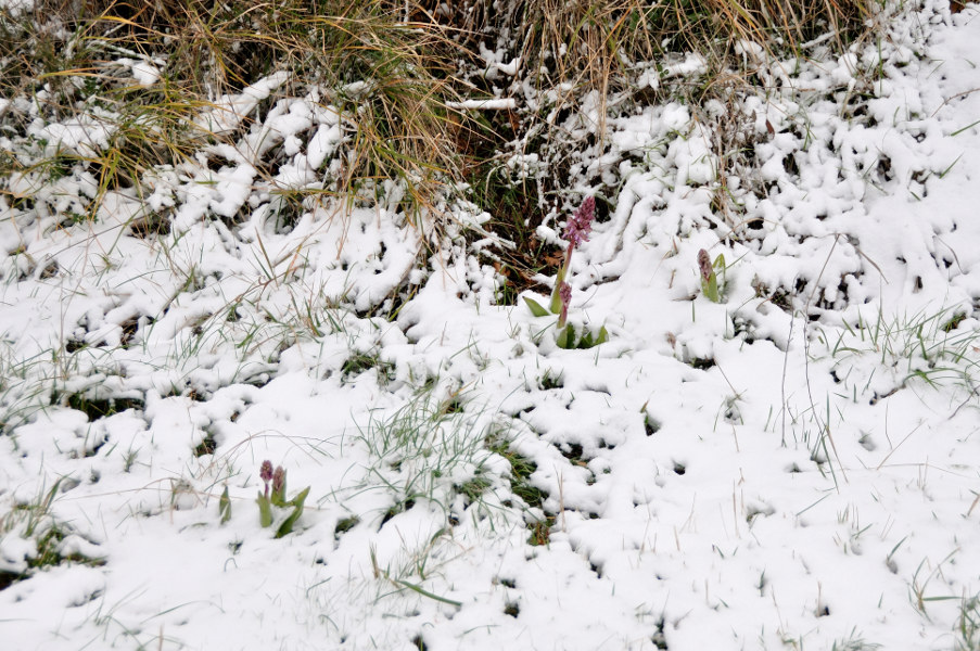 Nevicata 11-02-2013 01.JPG