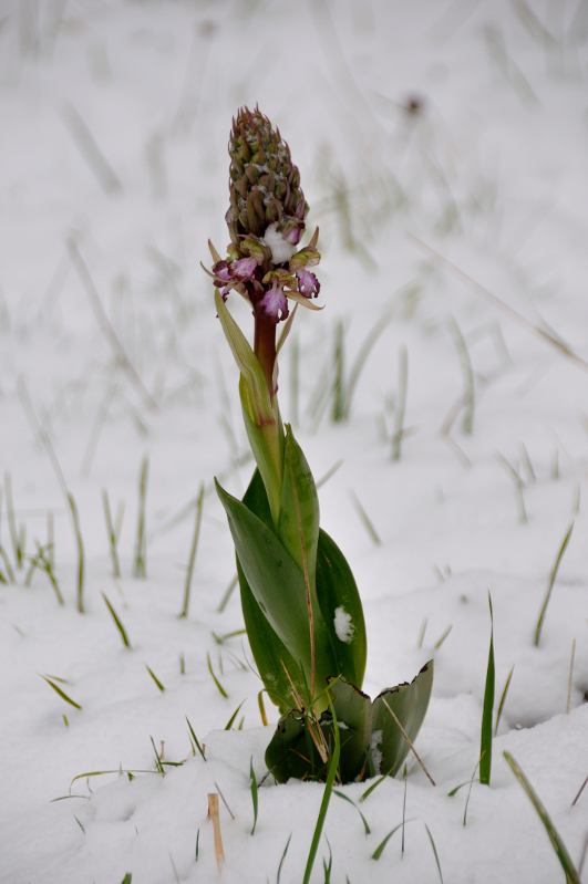Nevicata 11-02-2013 05.JPG