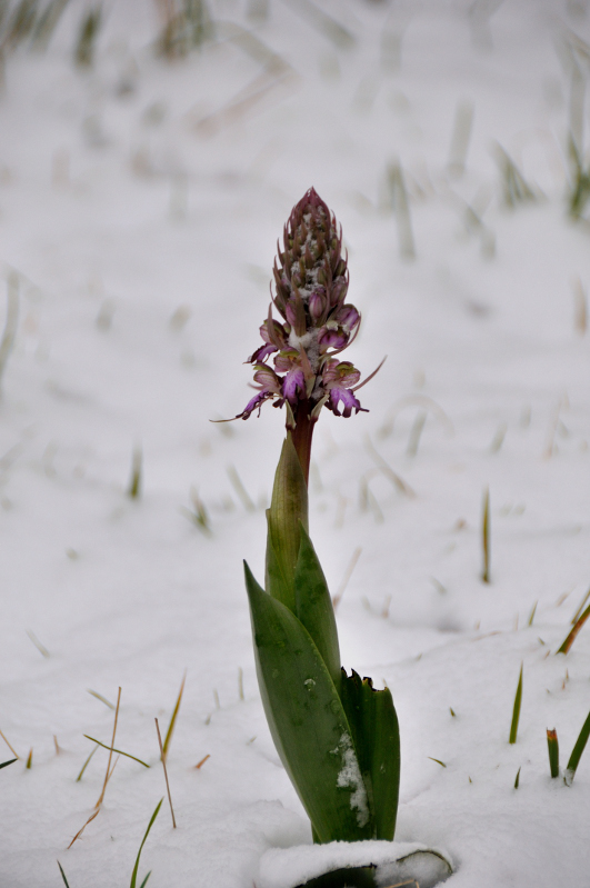 Nevicata 11-02-2013 06.JPG