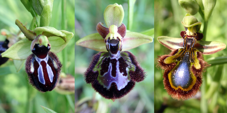 Ophrys xpantaliciensis.jpg