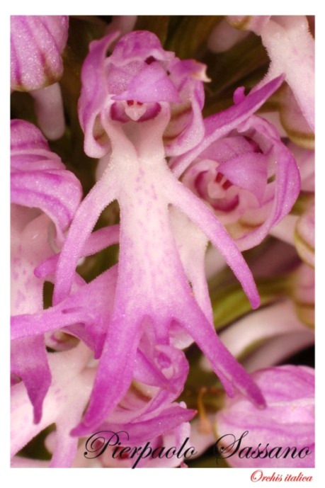 Orchis italica.jpg