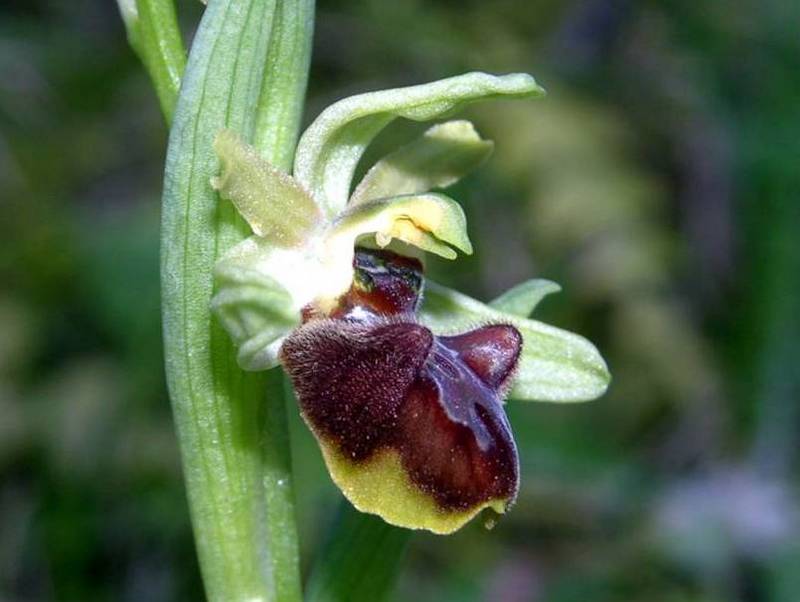 Ophrys classica-lusus.jpg