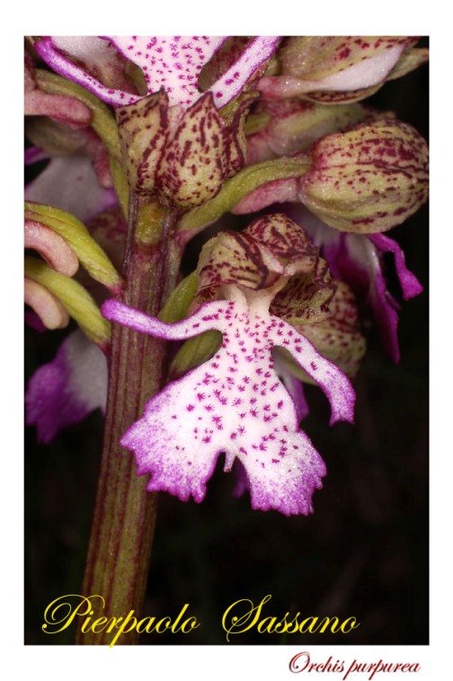 Orchis purpurea.jpg