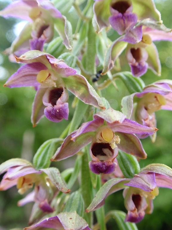 E. helleborine normale.jpg